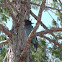 Steller´s Jay