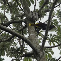 Crested Oropendola