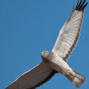 Northern Harrier Hawk