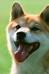 How to download Shiba Inu Puzzle lastet apk for android