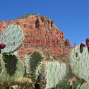 Coastal Prickly Pear, Sprawling Prickly Pear