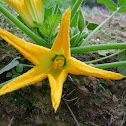 Cucurbita pepo 翠玉瓜