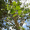 Butterfly tree