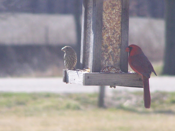 Spotting Image 1
