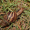 Achatina fulica