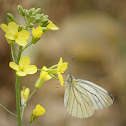 green veined white