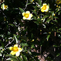 Yellow trumpet vine