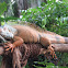 Green Iguana