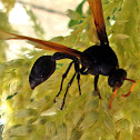 Unknown Wasp