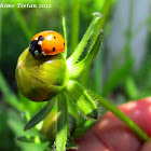 Ladybird