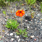 Devils paint brush