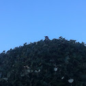 Northern Mockingbird