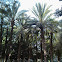 Palmera datilera (Date palm)