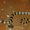 Banded Krait