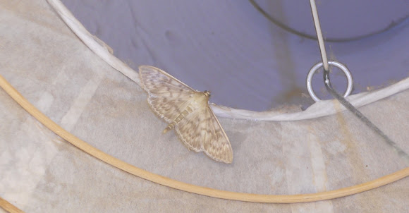 Spotting Image 1