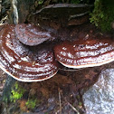 Red Banded Polypore