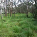 Tall Sedge