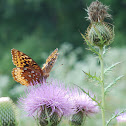 Great Spangled Fritillary