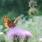 Great Spangled Fritillary