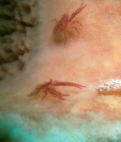 Pink hairy squat lobster | Project Noah