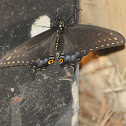 Spicebush Swallow Tail (at night)