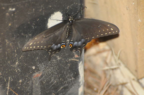 Spotting Image 1