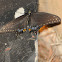 Spicebush Swallow Tail (at night)