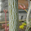 Striped Bark Maple, Moosewood