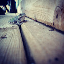 Gray Tree Frog