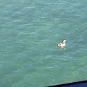 Ruddy Duck