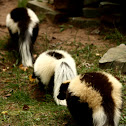 Striped Skunk