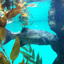 Giant sea bass