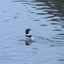 Common Merganser