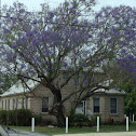 Jacaranda