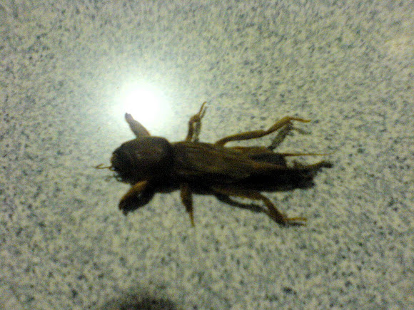 Spotting Image 1