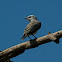 Scissor-tailed Flycatcher