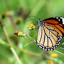 Common Tiger (虎斑蝶)