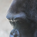 Western lowland gorilla