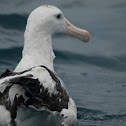 Southern Royal Albatross 