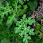 Yellow-berried Nightshade