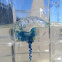 Portuguese Man o' War