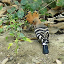 Hoopoe