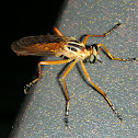 robber fly