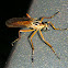 robber fly