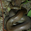 Rubber Boa