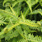 Old World forked fern