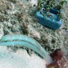 Slippery Dick Wrasse