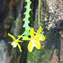 Phalaenopsis