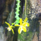 Phalaenopsis