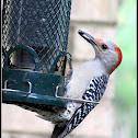 Red-Bellied Woodpecker